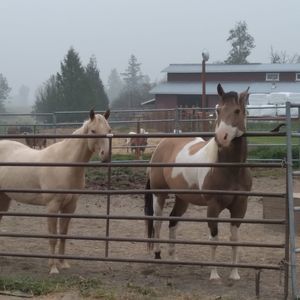 Meet your Posher, Shaylene